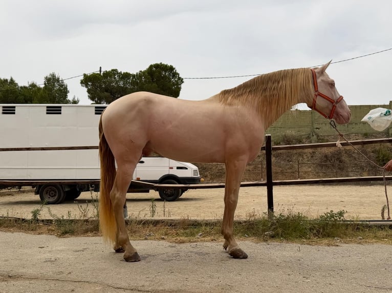 Andalusiër Hengst 5 Jaar 165 cm Perlino in Terrassa