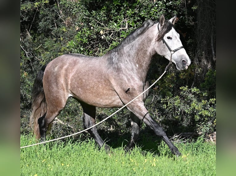 Andalusiër Hengst 5 Jaar 165 cm Schimmel in Menorca