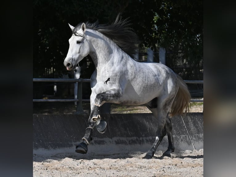 Andalusiër Hengst 5 Jaar 167 cm Schimmel in Mallorca