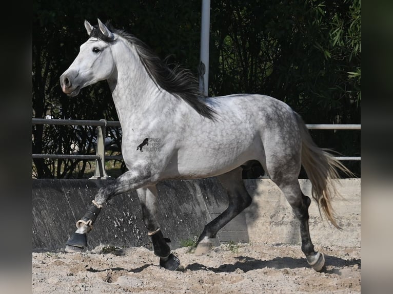 Andalusiër Hengst 5 Jaar 167 cm Schimmel in Mallorca