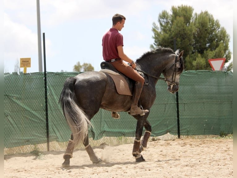 Andalusiër Hengst 5 Jaar 167 cm Schimmel in Valéncia