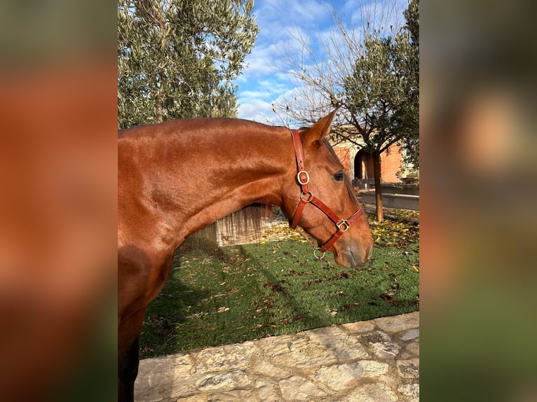 Andalusiër Hengst 5 Jaar 168 cm Bruin in Ermelo