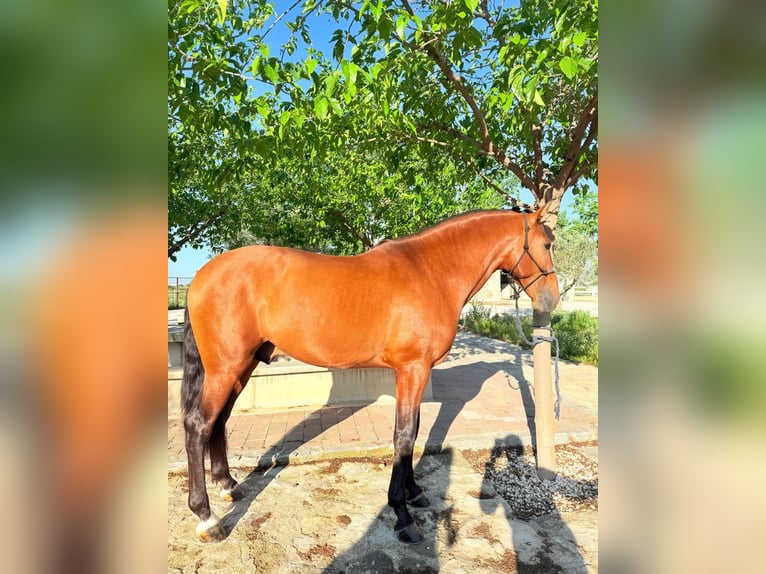 Andalusiër Hengst 5 Jaar 168 cm Bruin in Ermelo