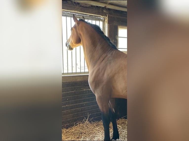 Andalusiër Hengst 5 Jaar 168 cm Bruin in Roßdorf