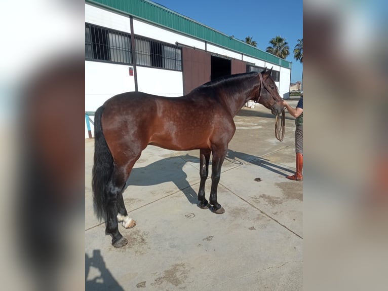 Andalusiër Hengst 5 Jaar 168 cm Roodbruin in Seville