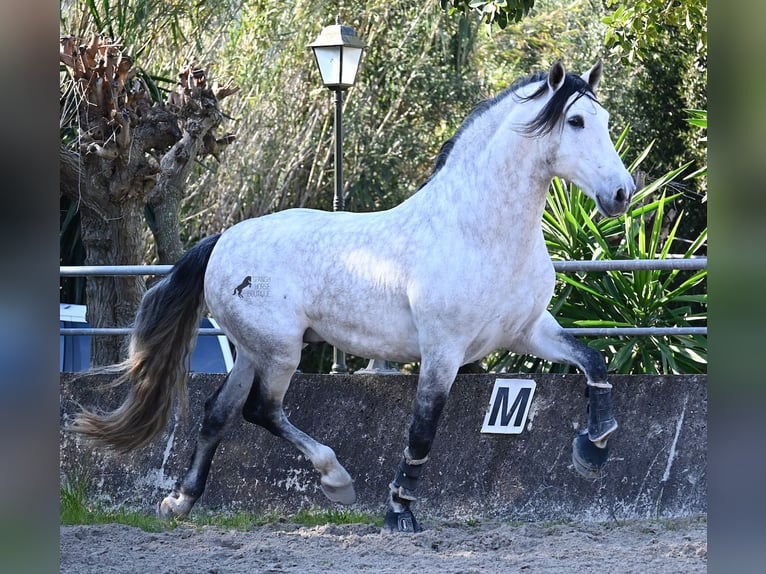 Andalusiër Hengst 5 Jaar 169 cm Schimmel in Mallorca