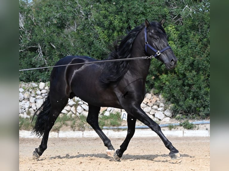 Andalusiër Hengst 5 Jaar Zwart in Menorca