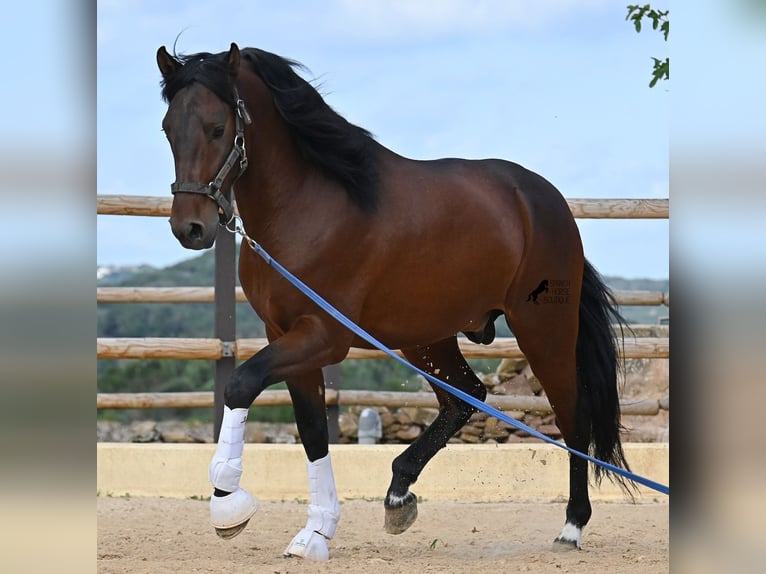 Andalusier Hengst 5 Jahre 157 cm Brauner in Menorca