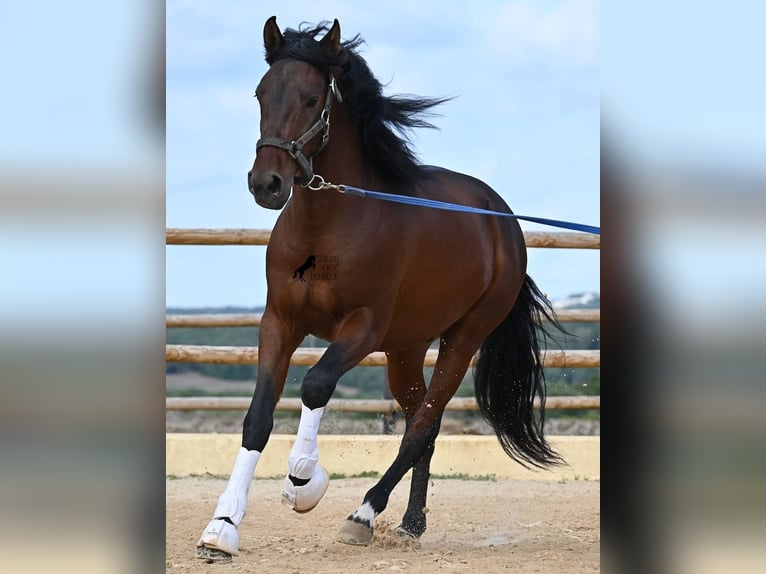 Andalusier Hengst 5 Jahre 157 cm Brauner in Menorca