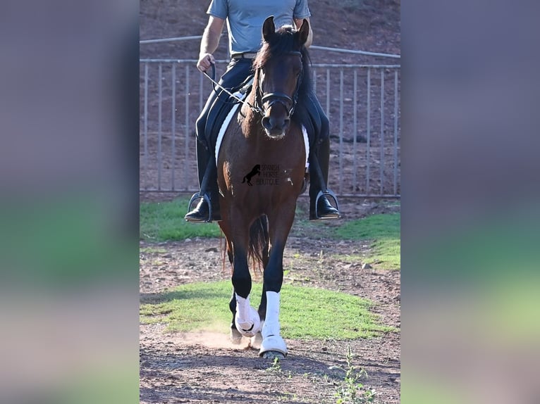 Andalusier Hengst 5 Jahre 157 cm Brauner in Menorca