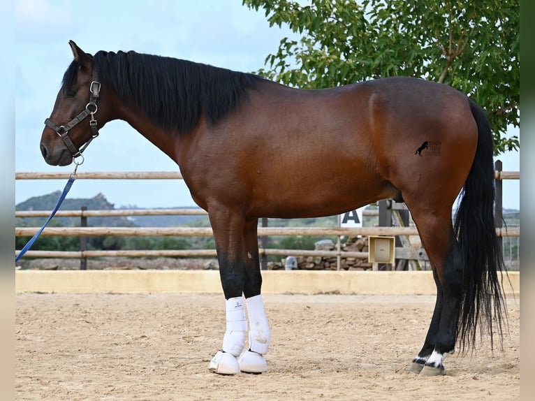 Andalusier Hengst 5 Jahre 157 cm Brauner in Menorca