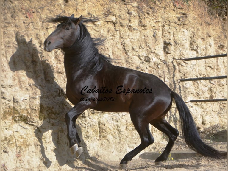 Andalusier Hengst 5 Jahre 157 cm Schwarzbrauner in Vejer de la Frontera