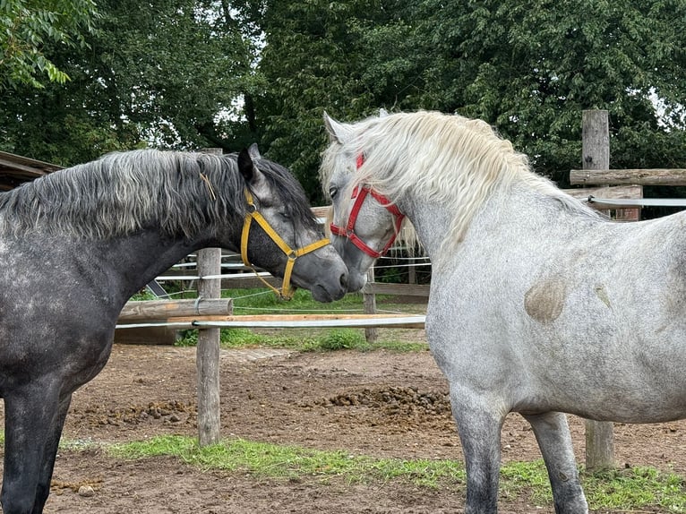 Andalusier Mix Hengst 5 Jahre 158 cm Apfelschimmel in Wagh&#xE4;usel