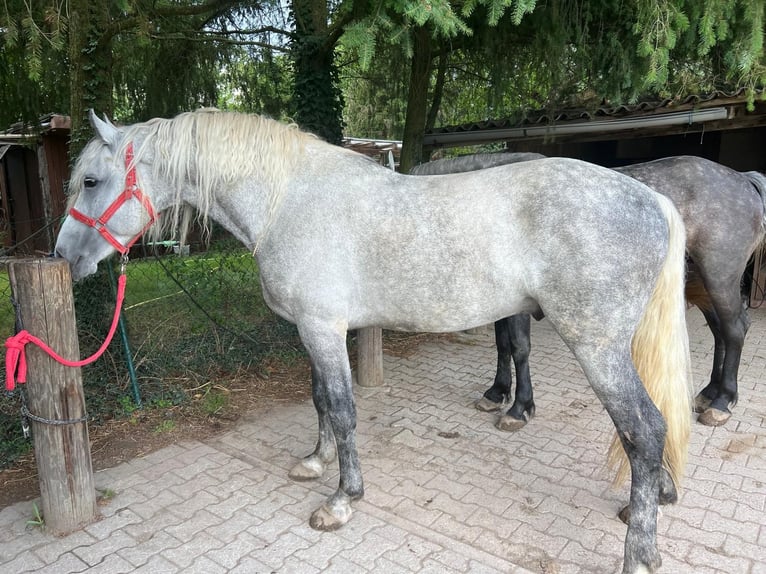 Andalusier Mix Hengst 5 Jahre 158 cm Apfelschimmel in Wagh&#xE4;usel