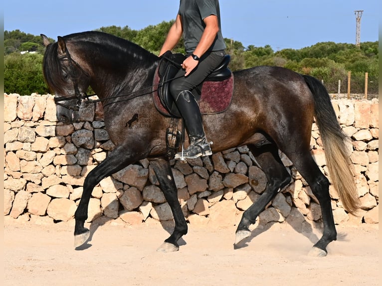 Andalusier Hengst 5 Jahre 158 cm Schimmel in Menorca