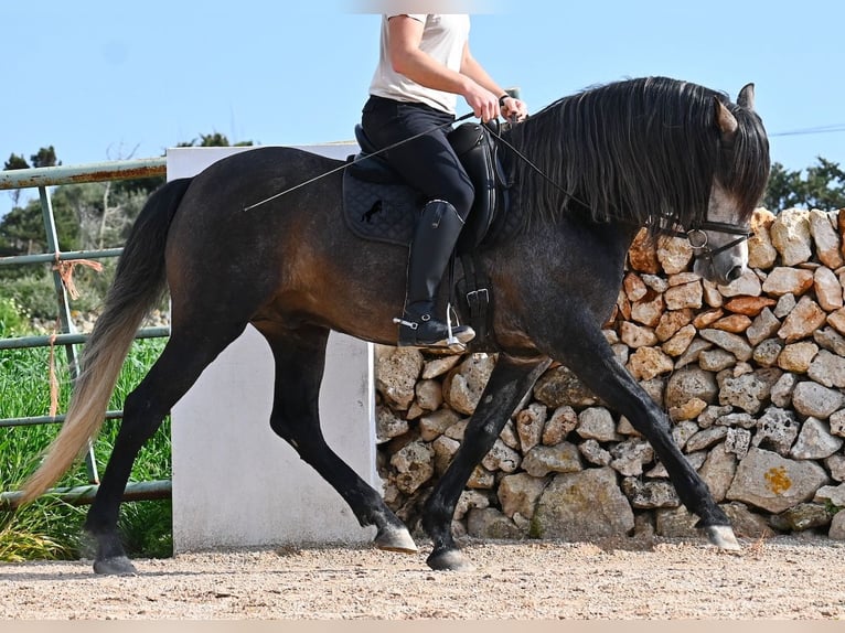 Andalusier Hengst 5 Jahre 158 cm Schimmel in Menorca
