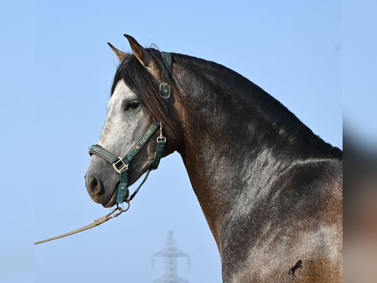 Andalusier Hengst 5 Jahre 158 cm Schimmel in Menorca