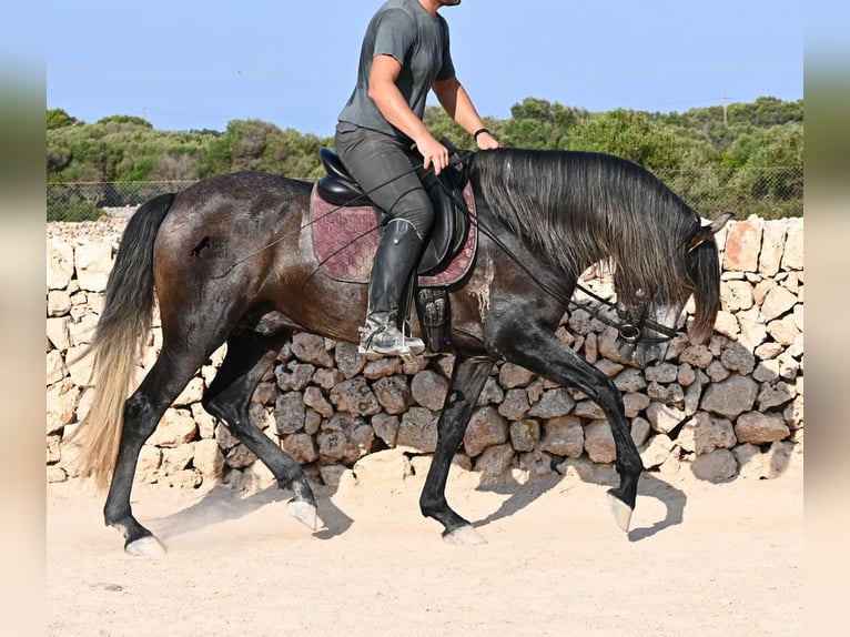 Andalusier Hengst 5 Jahre 158 cm Schimmel in Menorca