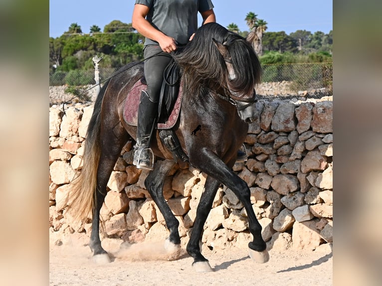 Andalusier Hengst 5 Jahre 158 cm Schimmel in Menorca
