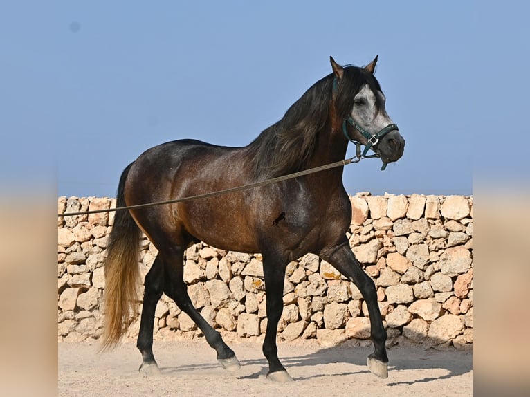 Andalusier Hengst 5 Jahre 158 cm Schimmel in Menorca