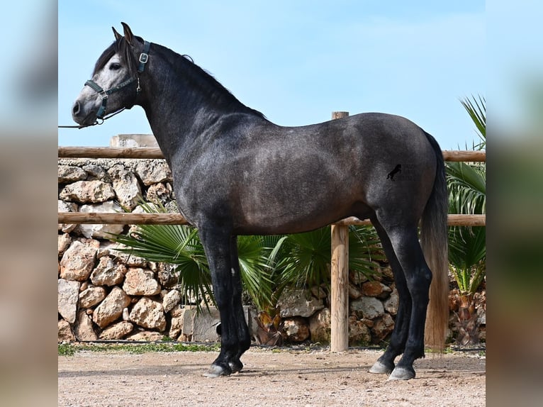 Andalusier Hengst 5 Jahre 158 cm Schimmel in Menorca