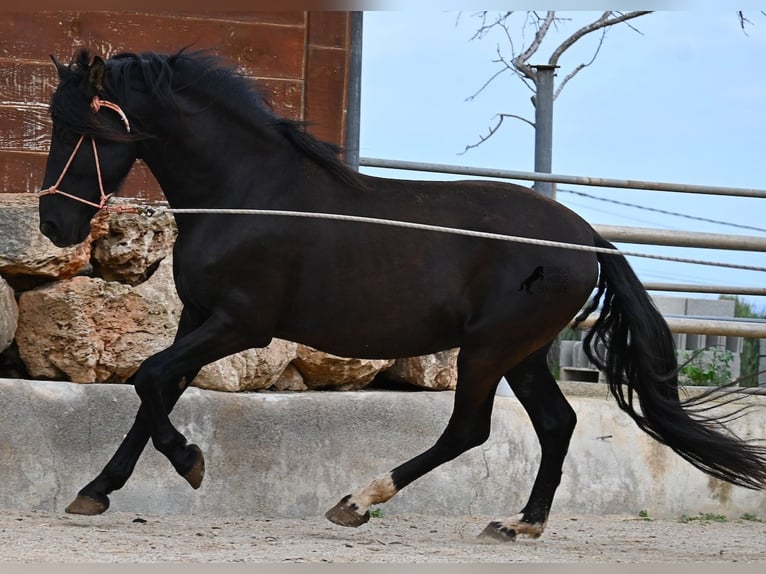 Andalusier Hengst 5 Jahre 159 cm Rappe in Mallorca