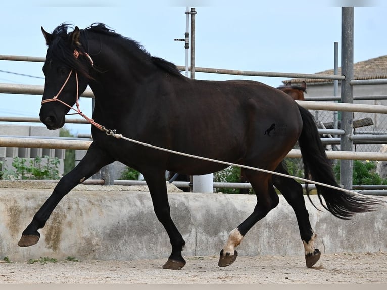 Andalusier Hengst 5 Jahre 159 cm Rappe in Mallorca