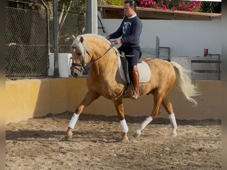Andalusier Hengst 5 Jahre 160 cm Palomino in Martfeld