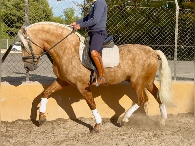 Andalusier Hengst 5 Jahre 160 cm Palomino in Martfeld