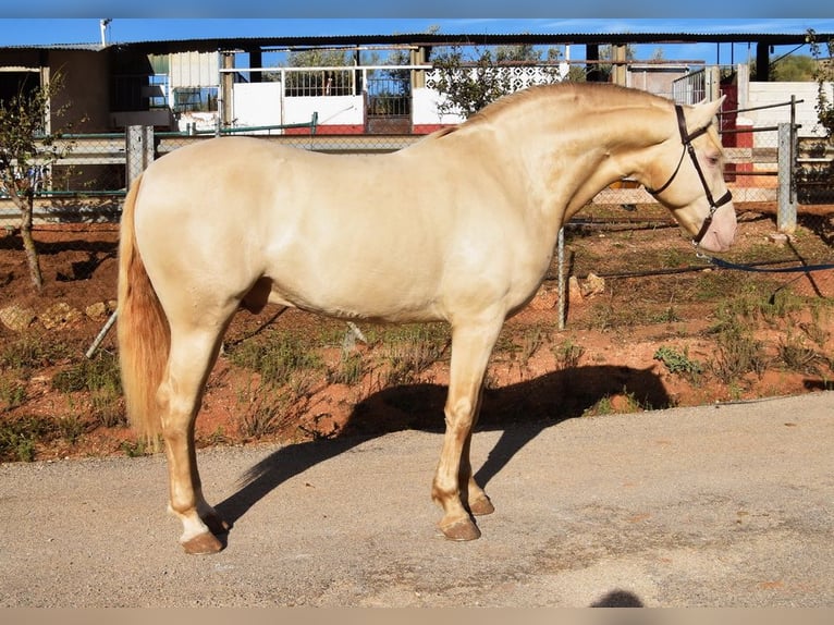 Andalusier Hengst 5 Jahre 160 cm Pearl in Provinz Malaga