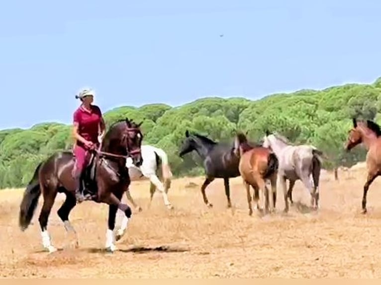 Andalusier Hengst 5 Jahre 161 cm Brauner in Sanlucar