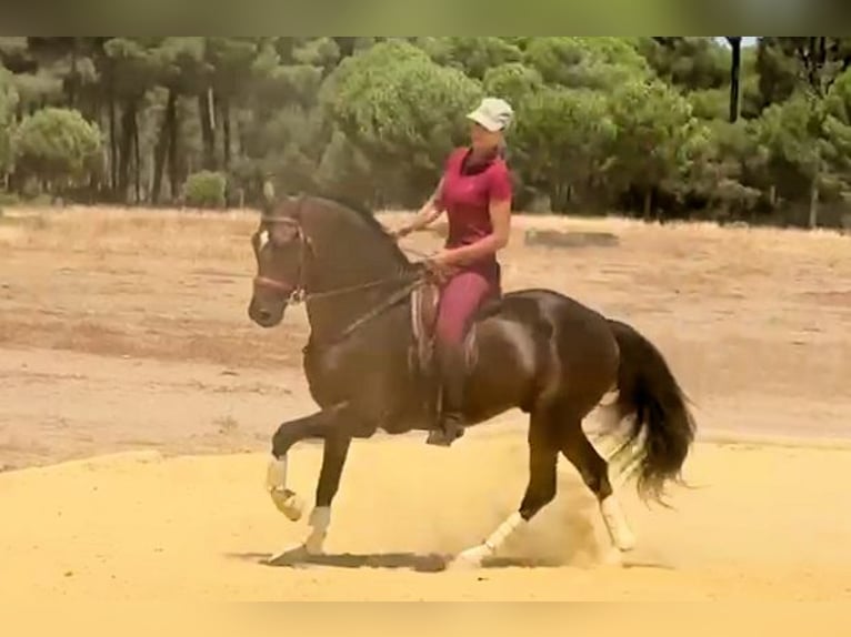 Andalusier Hengst 5 Jahre 161 cm Brauner in Sanlucar