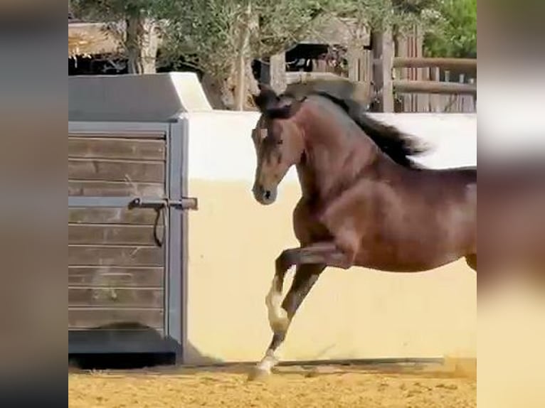 Andalusier Hengst 5 Jahre 161 cm Brauner in Sanlucar