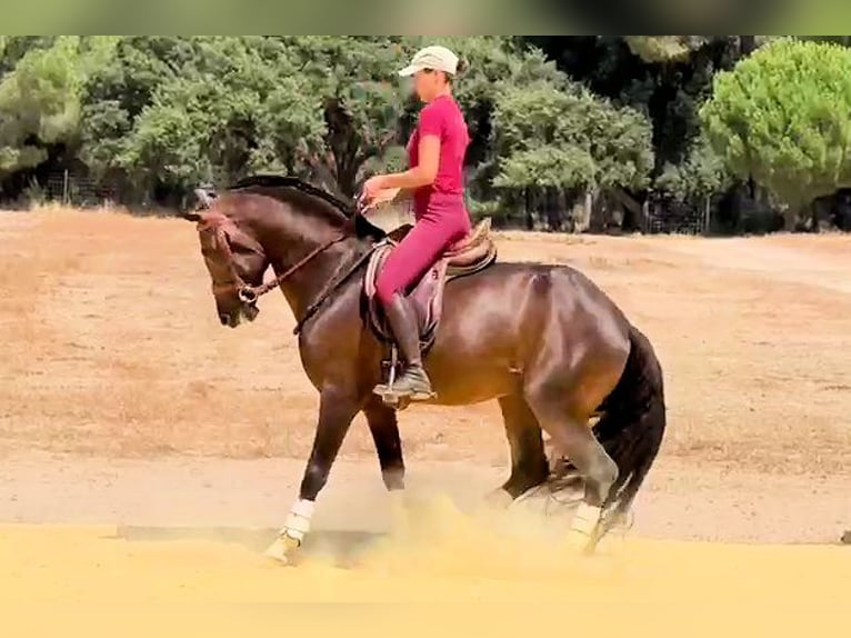 Andalusier Hengst 5 Jahre 161 cm Brauner in Sanlucar