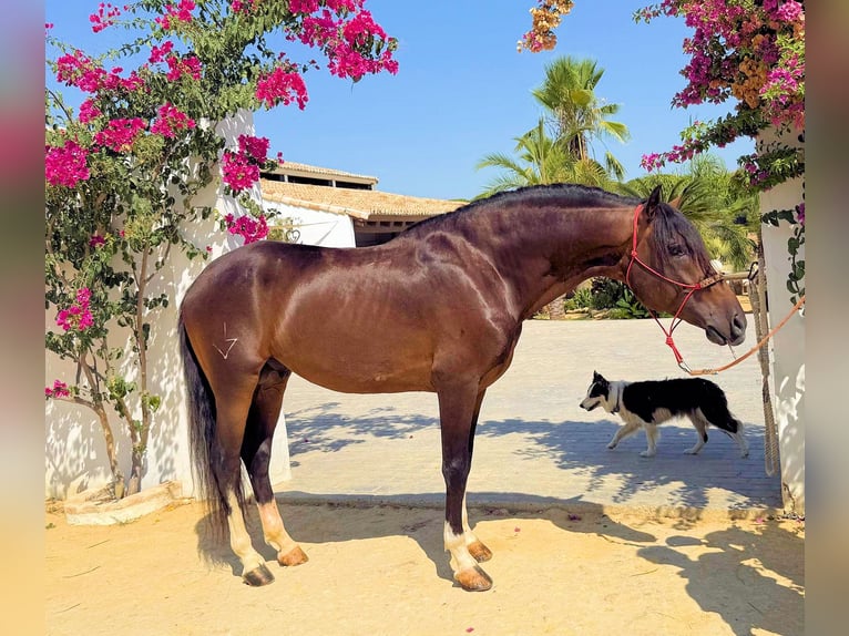 Andalusier Hengst 5 Jahre 161 cm Brauner in Sanlucar