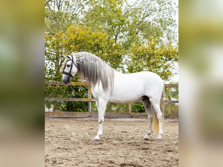 Andalusier Hengst 5 Jahre 162 cm Schimmel in Sm