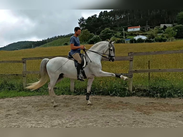 Andalusier Hengst 5 Jahre 162 cm Schimmel in Sm