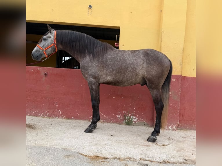 Andalusier Hengst 5 Jahre 162 cm Schimmel in Terrassa