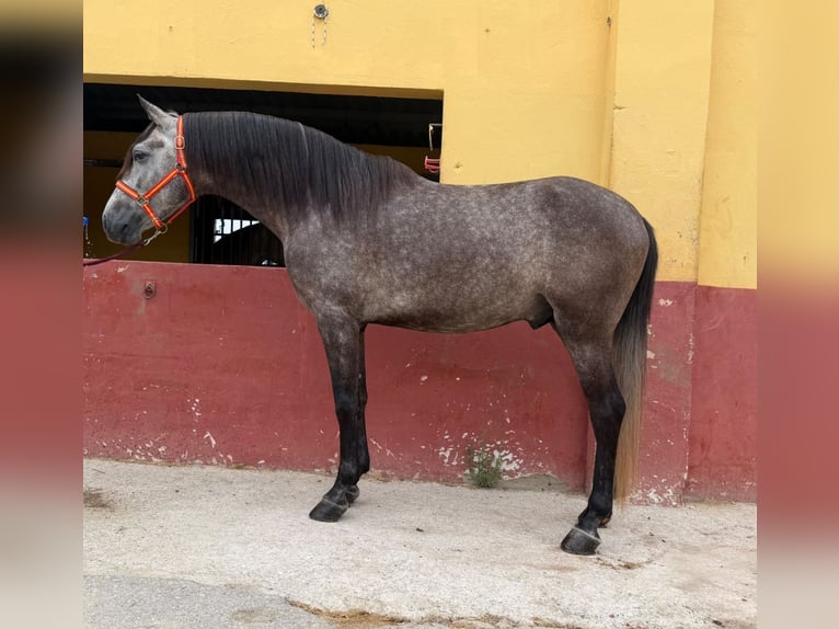 Andalusier Hengst 5 Jahre 162 cm Schimmel in Terrassa
