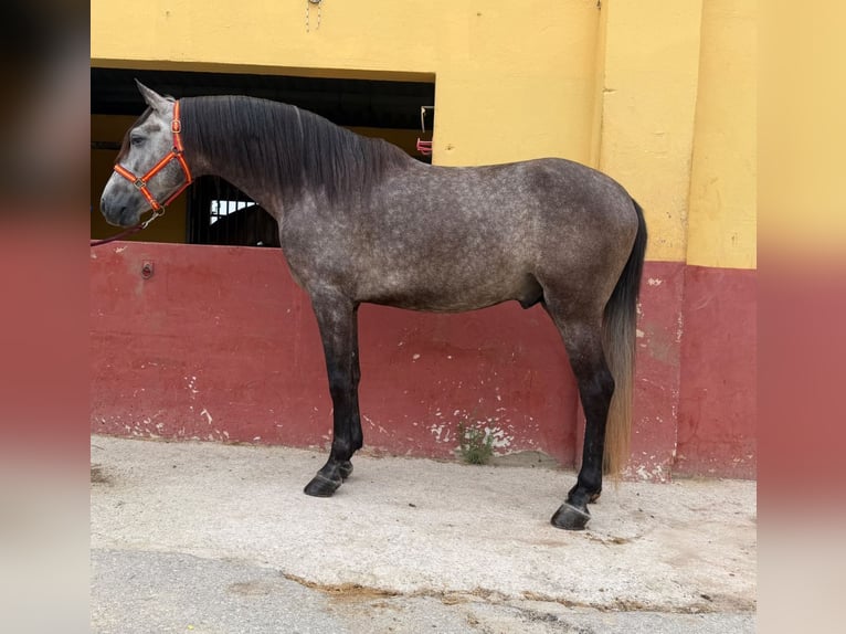 Andalusier Hengst 5 Jahre 162 cm Schimmel in Terrassa