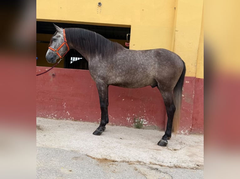 Andalusier Hengst 5 Jahre 162 cm Schimmel in Terrassa