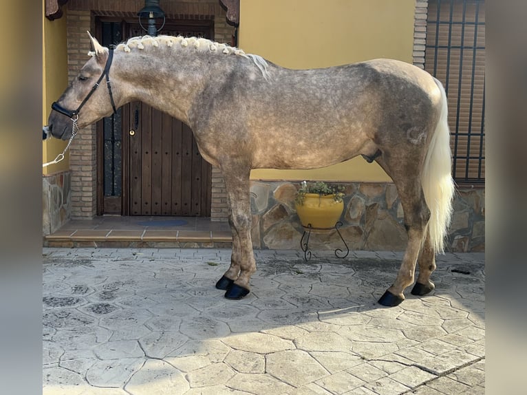 Andalusier Hengst 5 Jahre 163 cm Palomino in Valderrubio