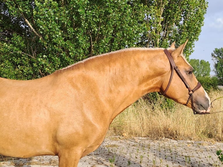 Andalusier Hengst 5 Jahre 163 cm Palomino in Avila
