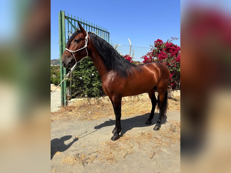 Andalusier Hengst 5 Jahre 165 cm Brauner in Ermelo
