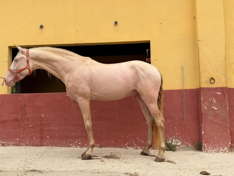 Andalusier Hengst 5 Jahre 165 cm Perlino in Terrassa