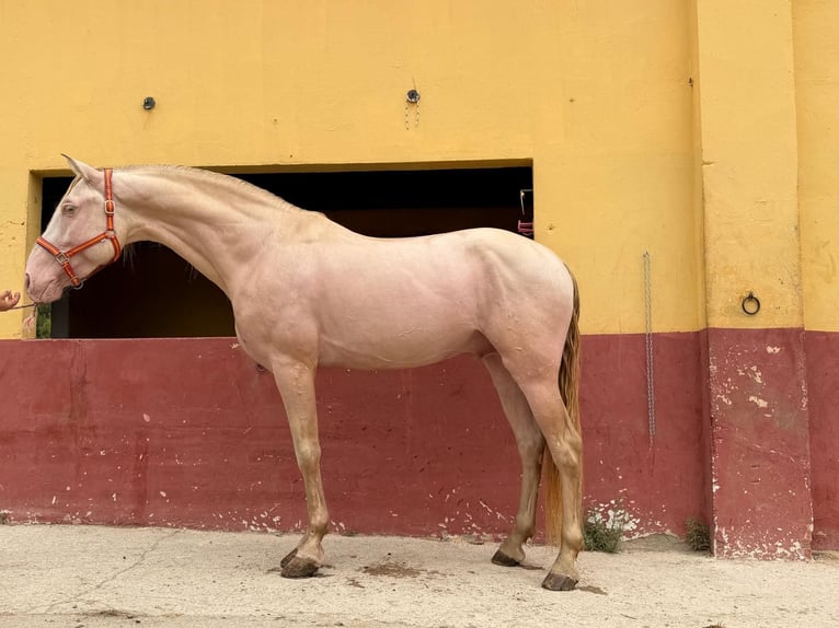 Andalusier Hengst 5 Jahre 165 cm Perlino in Terrassa