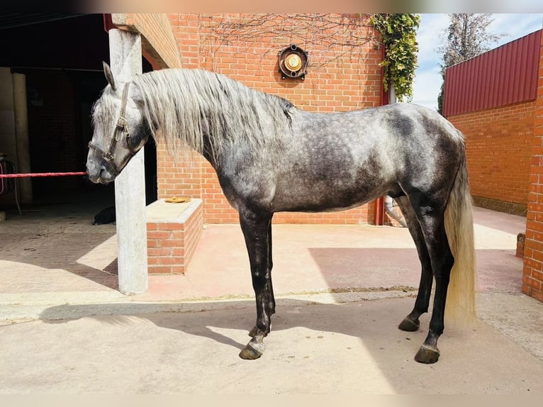 Andalusier Hengst 5 Jahre 165 cm Schimmel in Madrid