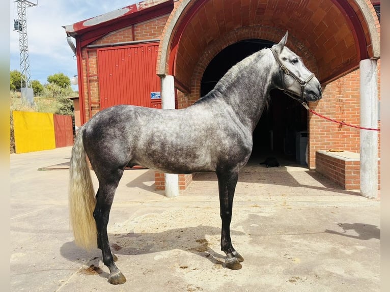 Andalusier Hengst 5 Jahre 165 cm Schimmel in Madrid