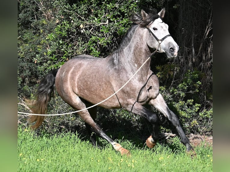 Andalusier Hengst 5 Jahre 165 cm Schimmel in Menorca