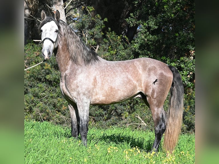 Andalusier Hengst 5 Jahre 165 cm Schimmel in Menorca